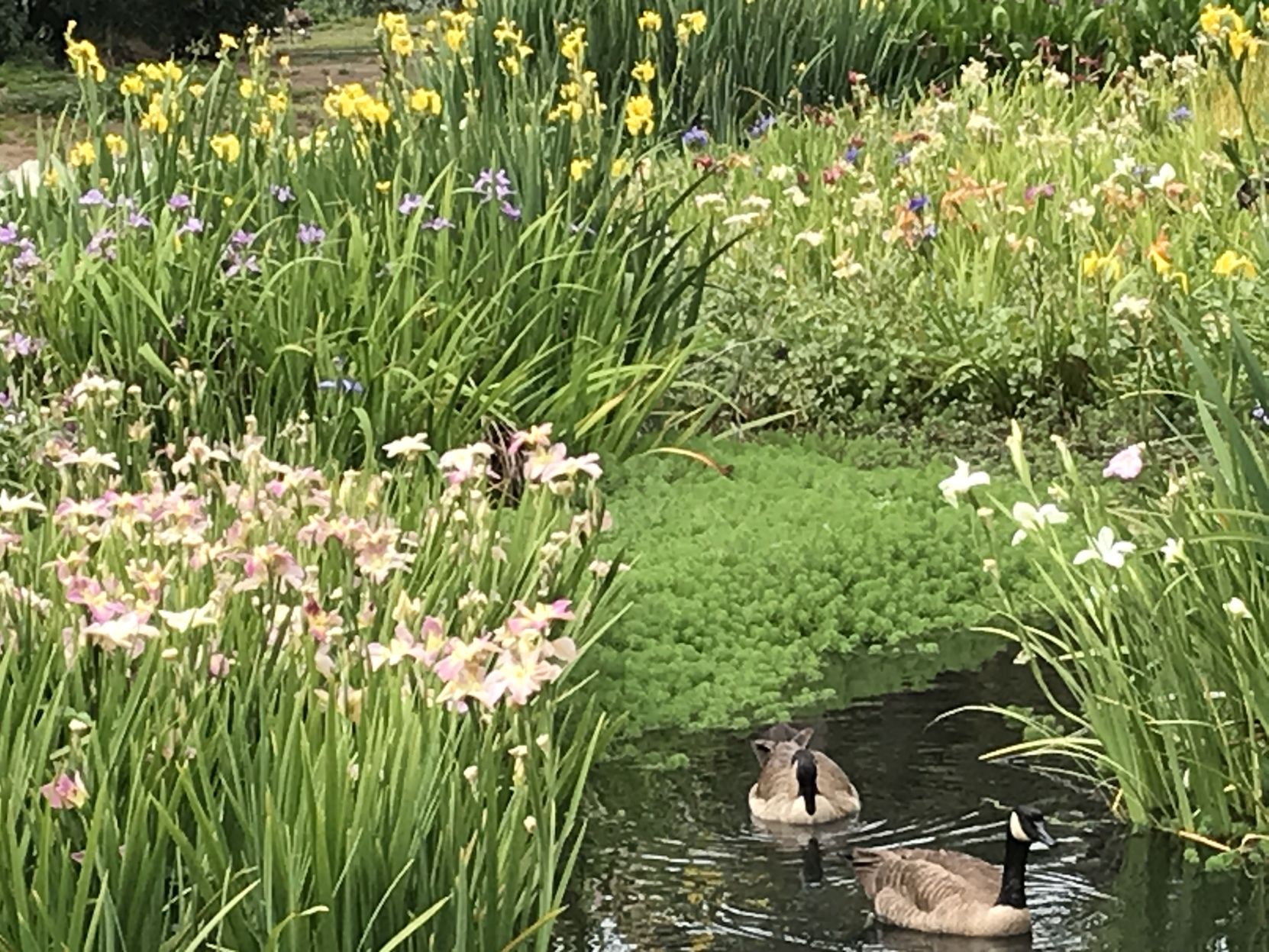 Echo Park pond